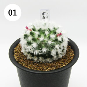 AtFA@i̔@JN^Xc@T{e@}~A@{JTi@3A