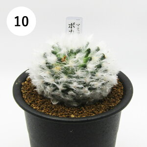 AtFA@i̔@JN^Xc@T{e@}~A@{JTi@3A