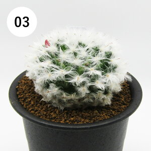 AtFA@i̔@JN^Xc@T{e@}~A@{JTi@3A