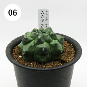 AtFA@i̔@JN^Xc@T{e@MmJLE@~nmrb`@Xg@3A