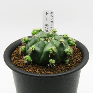 AtFA@i̔@JN^Xc@T{e@MmJLE@gj[ Xg@3A