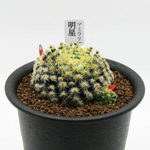 AtFA@i̔@JN^Xc@T{e@}~A@@3A