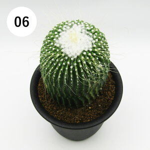 AtFA@i̔@JN^Xc@T{e@pWA@hWہ@3A