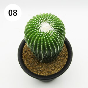 AtFA@i̔@JN^Xc@T{e@pWA@hWہ@3A