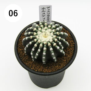 AtFA@i̔@JN^Xc@T{e@fBXRJN^X@zXeB[@2D5A