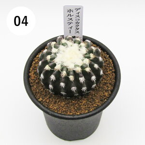 AtFA@i̔@JN^Xc@T{e@fBXRJN^X@zXeB[@2D5A