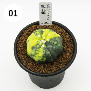 AtFA@i̔@JN^Xc@T{e@AXgtBc@ۋс@2D5A