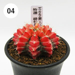 AtFA@i̔@JN^Xc@T{e@MmJLE@~nmrb`@IꉲOс@2D5A