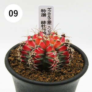 AtFA@i̔@JN^Xc@T{e@MmJLE@~nmrb`@IꉲOс@2D5A