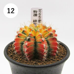 AtFA@i̔@JN^Xc@T{e@MmJLE@~nmrb`@IꉲOс@2D5A