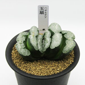 AtFA@i̔@JN^Xc@A@nI`A@ʐ@3A