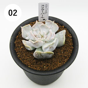 AtFA@i̔@JN^Xc@A@GPxA@rZс@3A