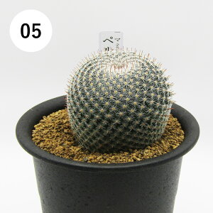 AtFA@i̔@JN^Xc@T{e@}~A@yx@3A