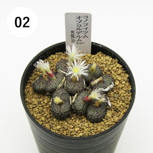 AtFA@i̔@JN^Xc@A@RmtBc@IuRf@2D5A