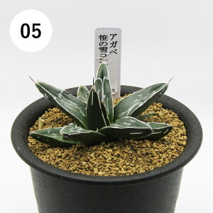 AtFA@i̔@JN^Xc@A@AKx@̐RpN^@3A