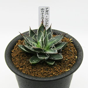 AtFA@i̔@JN^Xc@A@AKx@VWP zCgXgCv@3A