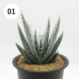 AtFA@i̔@JN^Xc@A@AG@yOG@3A