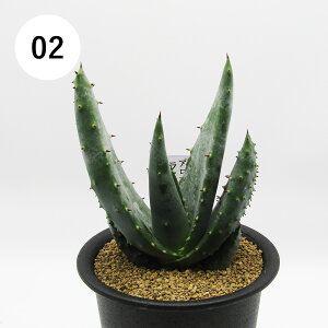 AtFA@i̔@JN^Xc@A@AG@CcB[@3A