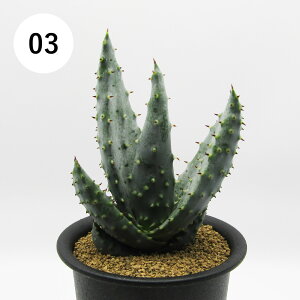 AtFA@i̔@JN^Xc@A@AG@CcB[@3A