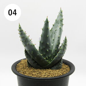 AtFA@i̔@JN^Xc@A@AG@CcB[@3A