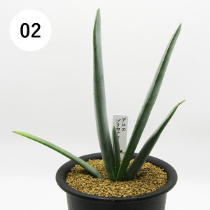 AtFA@i̔@JN^Xc@A@AG@vJeBX@3A