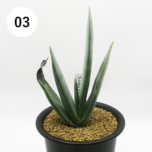 AtFA@i̔@JN^Xc@A@AG@vJeBX@3A