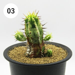 AtFA@i̔@JN^Xc@A@[tHrA@Gmvс@3A