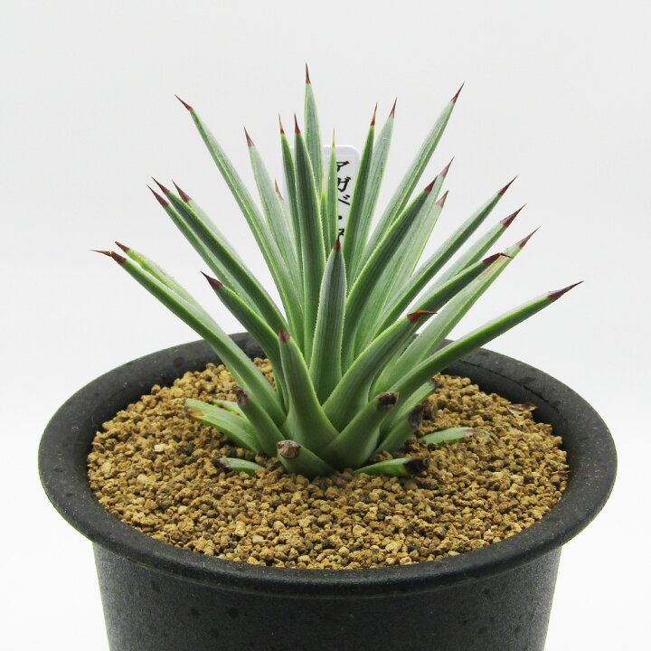 楽天市場】□多肉植物□ 現品販売 カクタス長田 アガベ・ストリクタ 