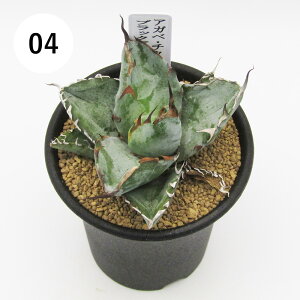 AtFA@i̔@JN^Xc@A@AKx@`^m^@ubNAhu[@2D5A