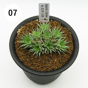 AtFA@i̔@JN^Xc@A@fEeRjA@urtHA NT@3A