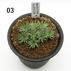 AtFA@i̔@JN^Xc@A@fEeRjA@urtHA NT@3A