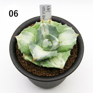 AtFA@i̔@JN^Xc@A@AKx@CVXVX@3A