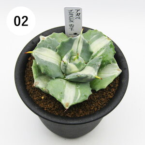 AtFA@i̔@JN^Xc@A@AKx@CVXVX@3A