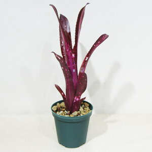 ��SPECIES NURSERY����̃u�������A���@�r���x���M�A�@Billbergia 'Hallelujah Variegated' BCR11695/TF4695�@��10.5cm�d���|�b�g�A���@���i�̔��ySPECIES NURSERY No.128�z
