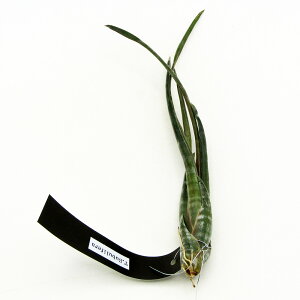 ���G�A�v�����c���@ECOLOGY PLANTS����̃`�����W�A�@���i�̔��@Tillandsia Subulifera�@����1���I�yNO.1�z