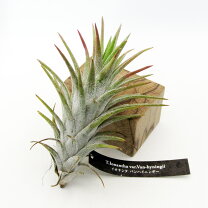 チランジア・イオナンタ・バンハイニンギー・ジャンボ T ionantha var vanhyningii Jumbo - Frontier Plants ONLINE STORE