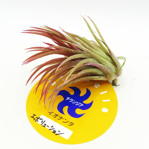 ���G�A�v�����c���@����݂܂���̃`�����W�A�@Tillandsia Ionantha 'Evolution'�@�C�I�i���^ �G�{�����[�V����