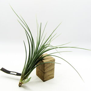 ���G�A�v�����c���@ECOLOGY PLANTS����̃`�����W�A�@���i�̔��@Tillandsia Wilinskii�@�E�B�����X�L�[�@����1���I�yNO.25�z