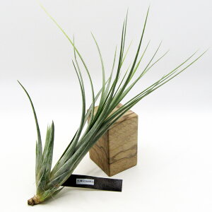 ���G�A�v�����c���@ECOLOGY PLANTS����̃`�����W�A�@���i�̔��@Tillandsia Wilinskii�@�E�B�����X�L�[�@����1���I�yNO.26�z