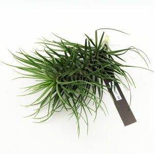 ���G�A�v�����c���@ECOLOGY PLANTS����̃`�����W�A�@���i�̔��@Tillandsia Araujei HB�@����1���I�yNO.2�z