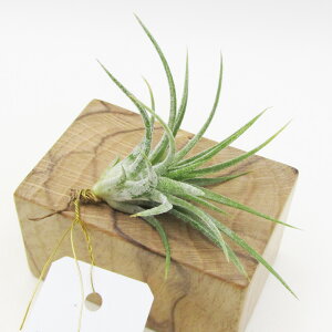 ��SPECIES NURSERY����̃`�����W�A���@�C�I�i���^�@Tillandsia ionantha var.masfina (Mexico)�@�e�B�����W�A�E�G�A�[�v�����c�@�e�B�����W�A�E�G�A�[�v�����c�@����1���I�@���i�̔��yNO.44�z