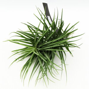 ���G�A�v�����c���@ECOLOGY PLANTS����̃`�����W�A�@���i�̔��@Tillandsia Araujei HB�@����1���I�yNO.4�z