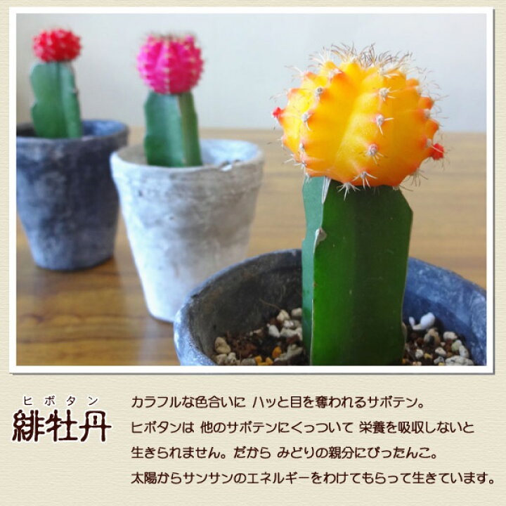 159円 注目ブランド 観葉植物 サボテン ヒボタン 緋牡丹 オレンジ系 ２ ５号 １
