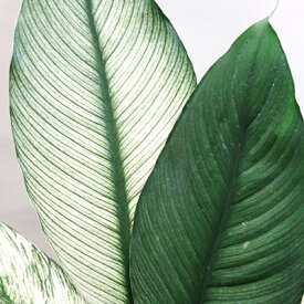 ■観葉植物■NEW! スパティフィラム センセーション バリエガータ3．5号ポット苗