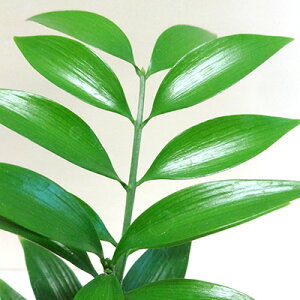 ϗtA N̗ǂ iM̖؁ijiMmL@9cm|bgc