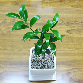楽天市場 観葉植物 ナギの通販