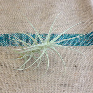 観葉植物 アウトレットの通販 価格比較 価格 Com 観葉植物 アウトレットの通販 価格比較 価格 Com