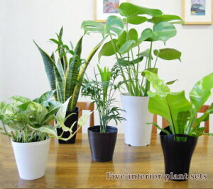 再販決定!5号鉢も入ってこの価格!【送料無料】■観葉植物■観葉植物おまかせ5鉢セット!九州・北海道・沖縄へのお届けは別途送料が掛かります
