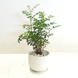 楽天市場 シマトネリコ 植え替え 冬の通販