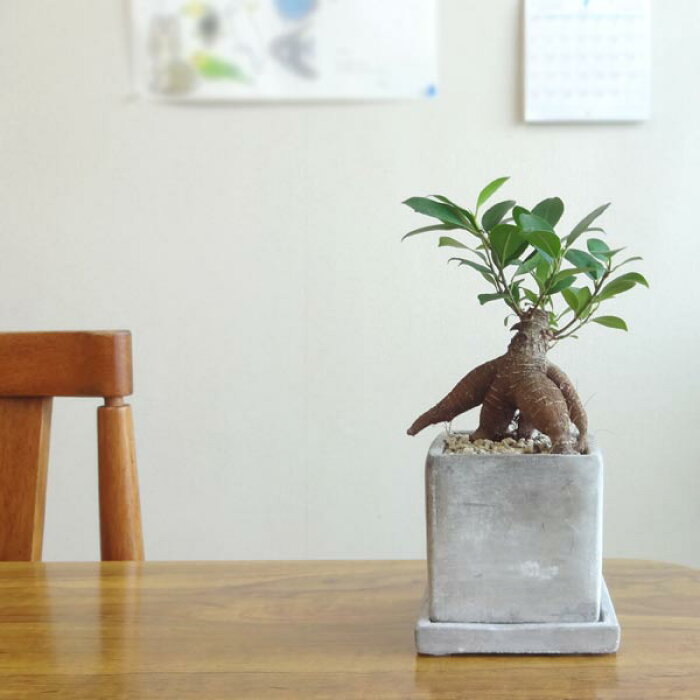 一人暮らしにおすすめ 育てやすい観葉植物8選 選び方 Cordi コーディ